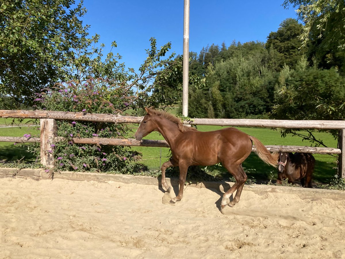 American Quarter Horse Hengst 3 Jahre 155 cm Rabicano in Rohrdorf