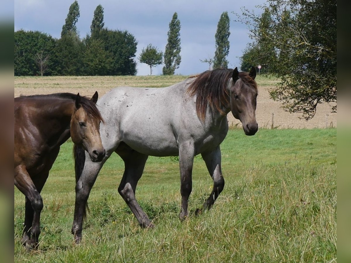 American Quarter Horse Hengst 3 Jahre 158 cm Roan-Blue in Kirchberg