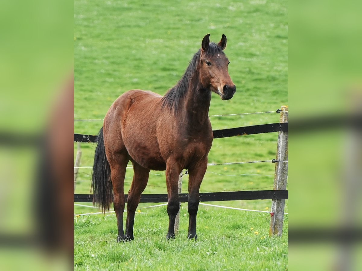 American Quarter Horse Hengst 3 Jahre Brauner in Biberach an der Riß