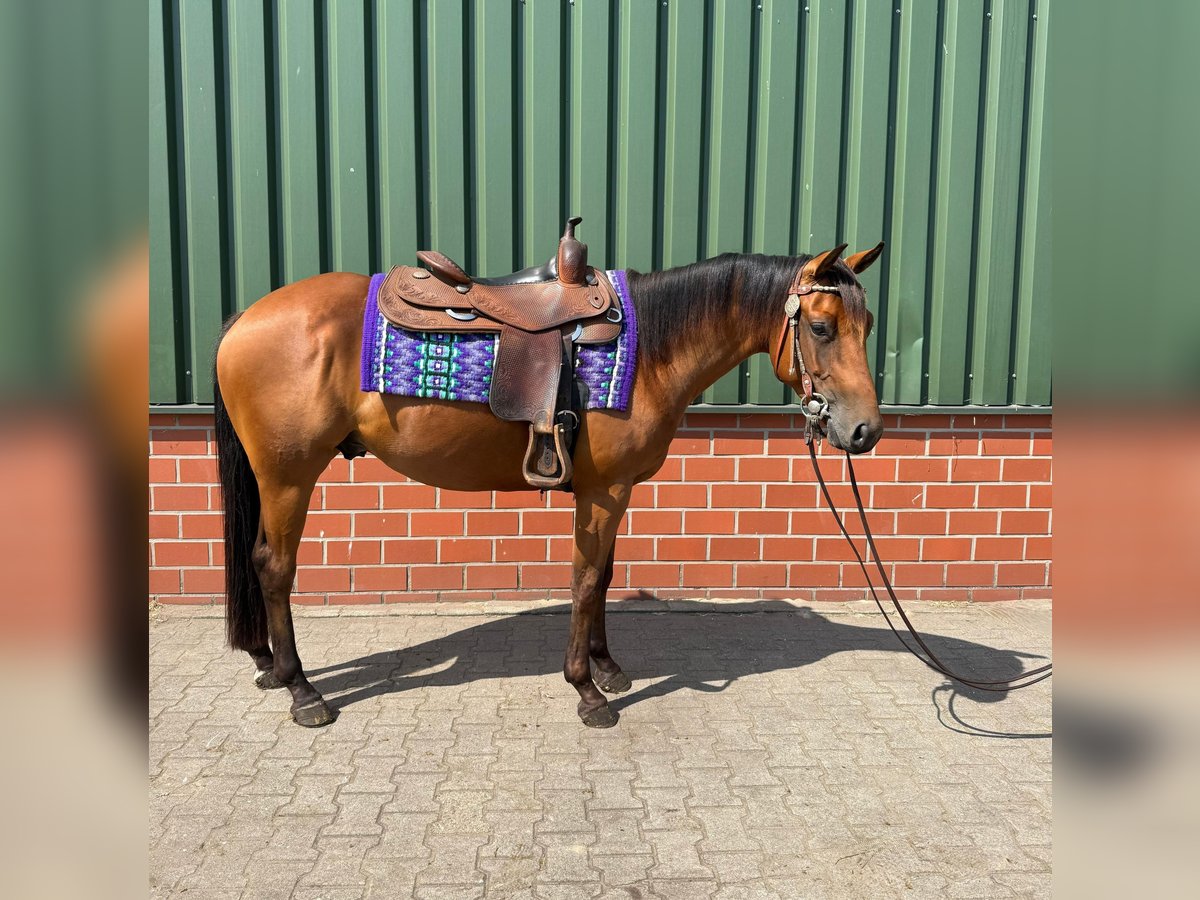 American Quarter Horse Hengst 3 Jahre Brauner in Haren
