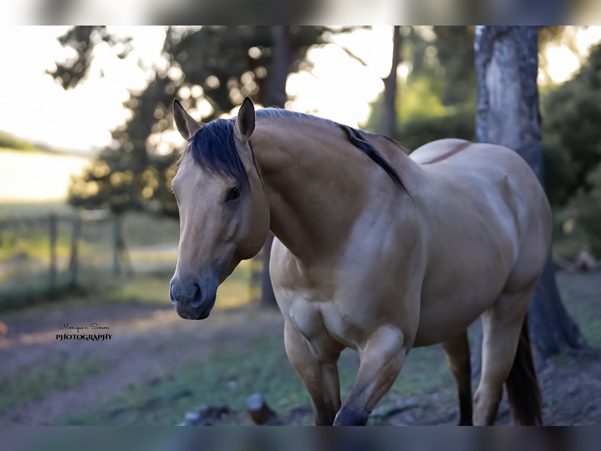 American Quarter Horse Hengst 3 Jahre in Salzgitter Hohenrode