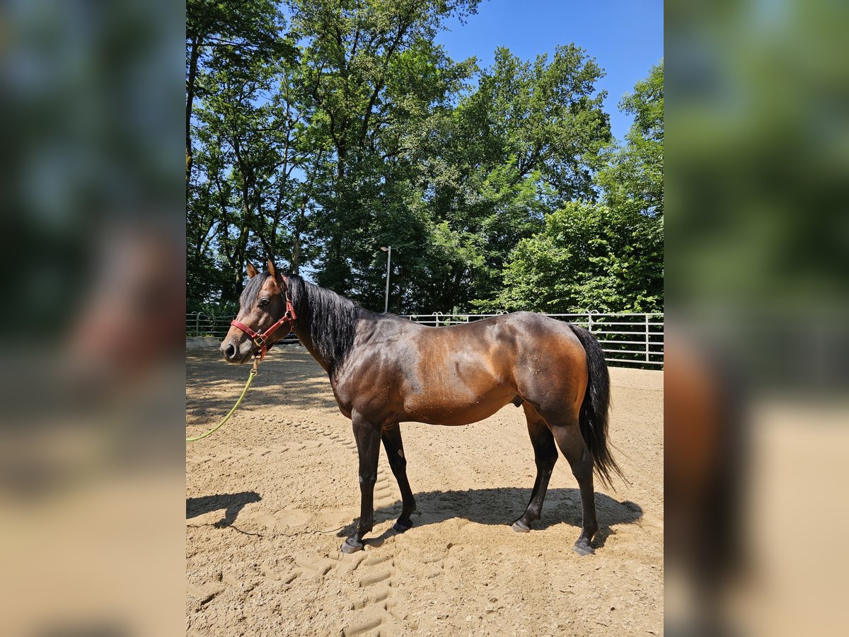 American Quarter Horse Hengst 4 Jaar 150 cm Bruin in Steinen