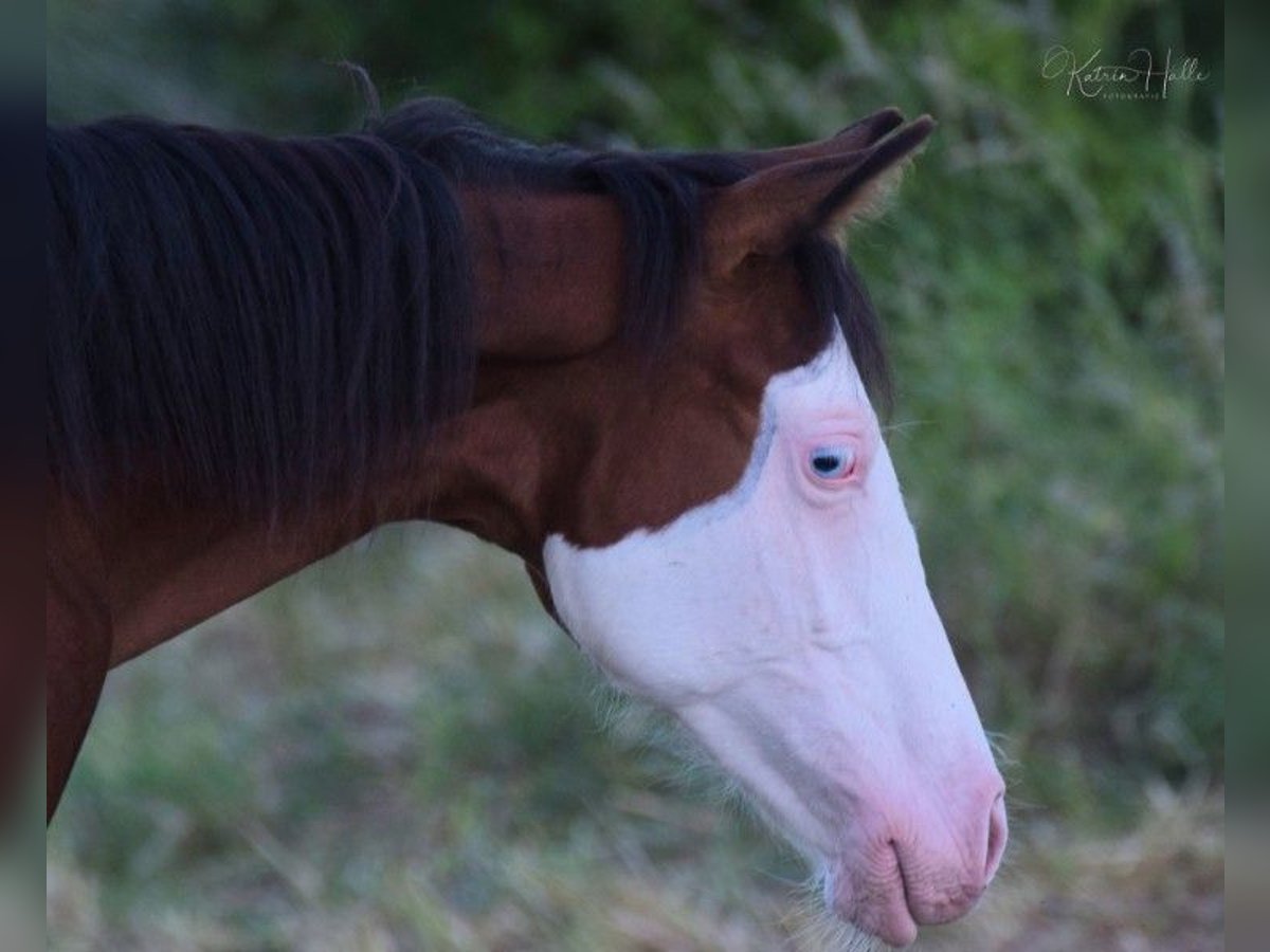 American Quarter Horse Hengst 4 Jaar 150 cm Overo-alle-kleuren in Mellingen