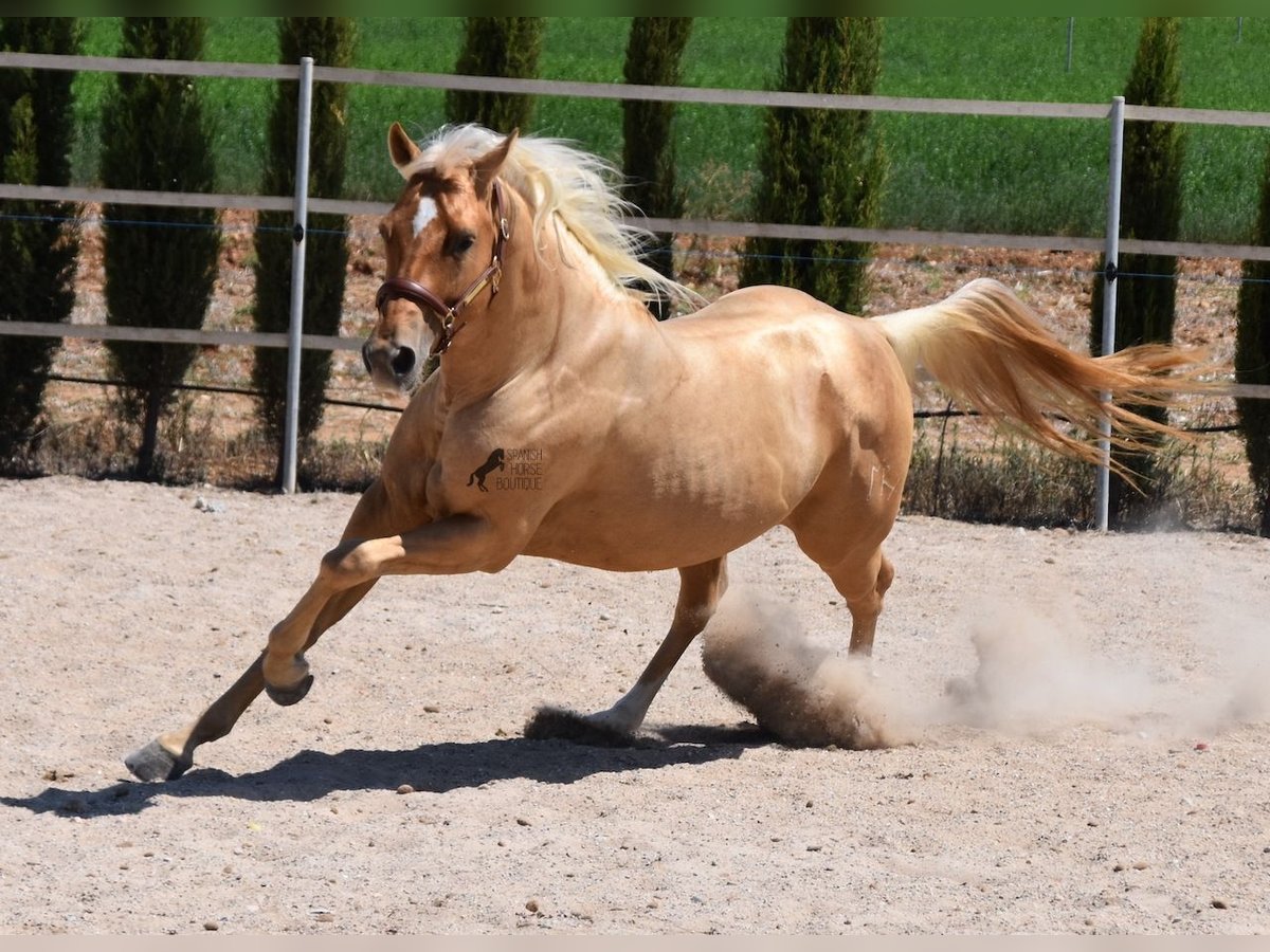 American Quarter Horse Hengst 4 Jaar 156 cm Palomino in Mallorca