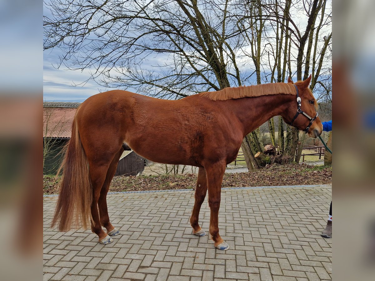 American Quarter Horse Hengst 4 Jaar 165 cm Vos in Greifenstein