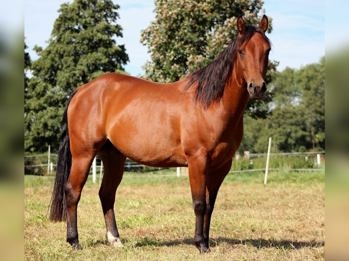 American Quarter Horse Hengst 4 Jahre 150 cm Brauner in Stade