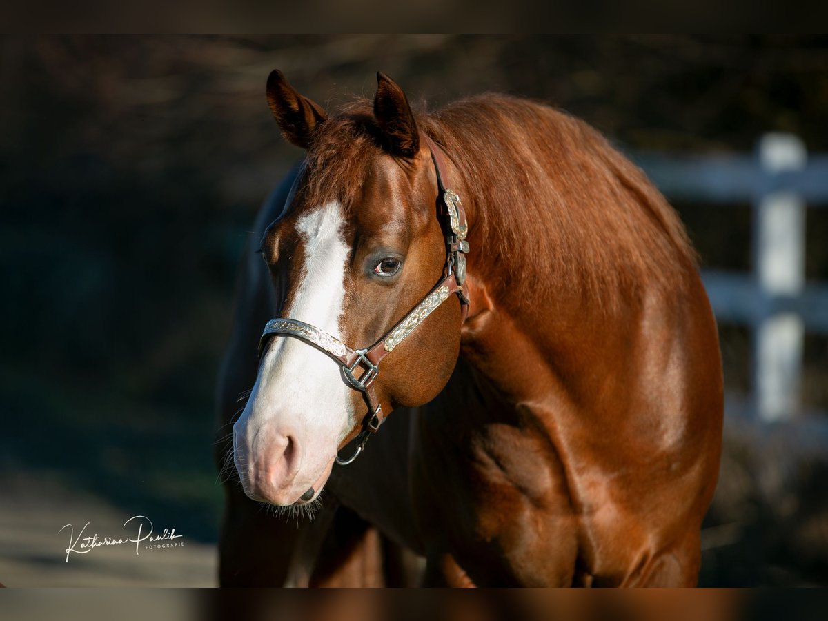 American Quarter Horse Hengst 4 Jahre 153 cm Dunkelfuchs in Moosthenning