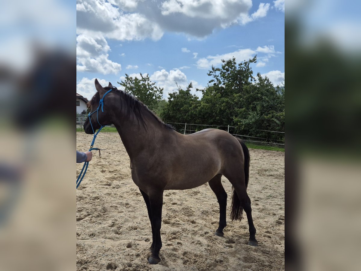 American Quarter Horse Hengst 4 Jahre 154 cm Grullo in Tann