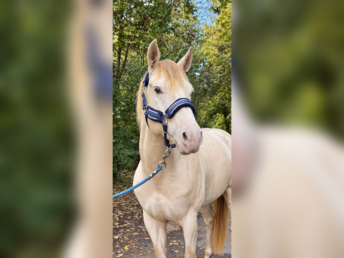 American Quarter Horse, Hengst in Gangelt