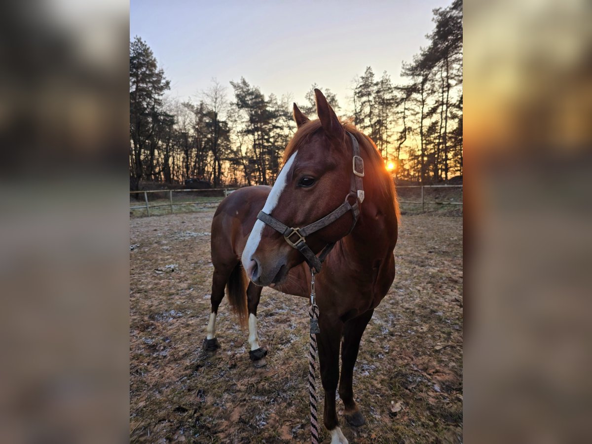 American Quarter Horse Hengst 5 Jaar 147 cm Vos in Bexbach