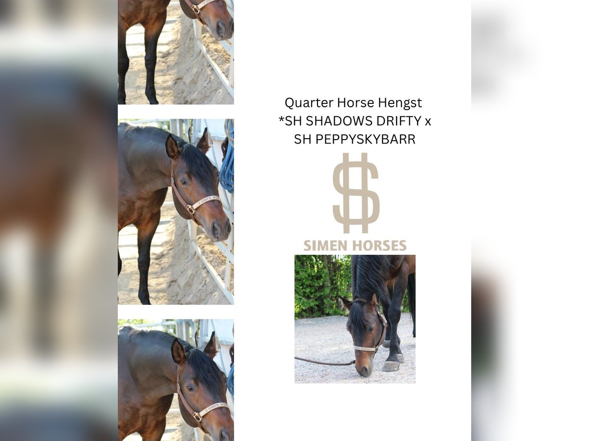 American Quarter Horse Hengst 5 Jaar 150 cm Bruin in Steinen