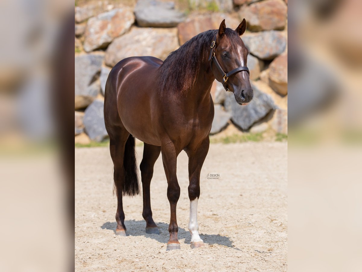 American Quarter Horse Hengst 5 Jaar 155 cm Donkerbruin in Eschenau