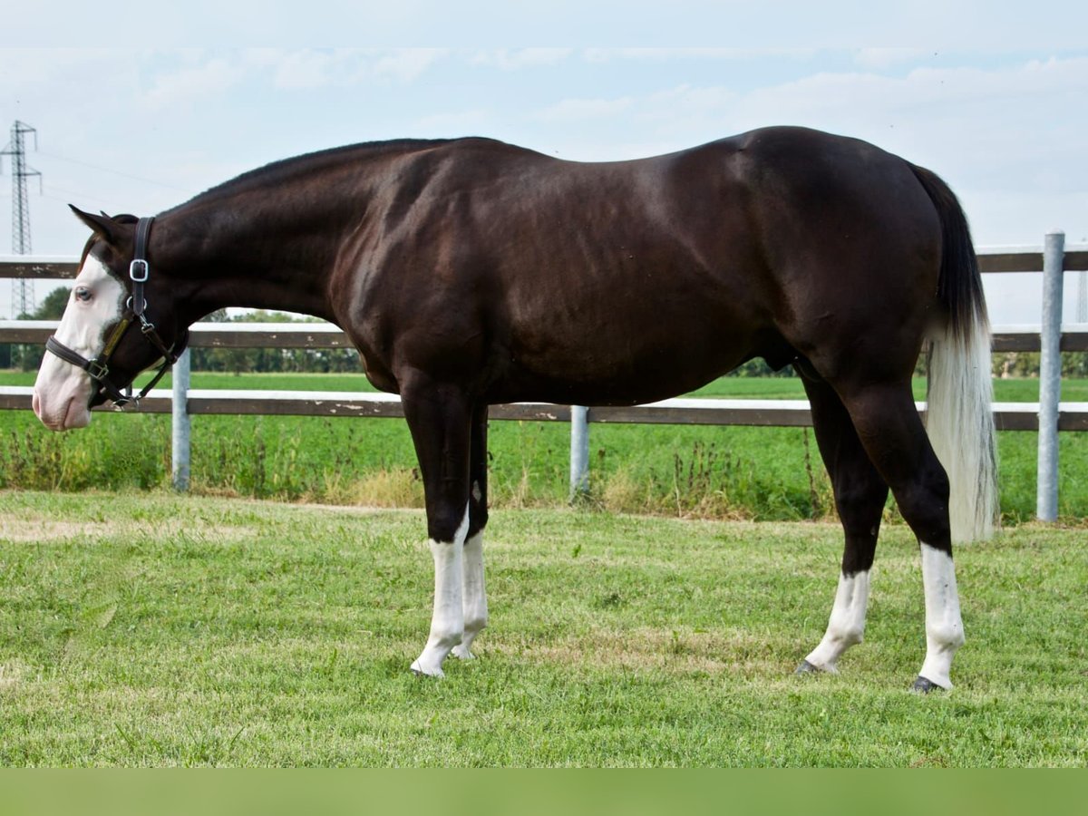 American Quarter Horse Hengst 5 Jahre Rappe in Frankfurt am Main