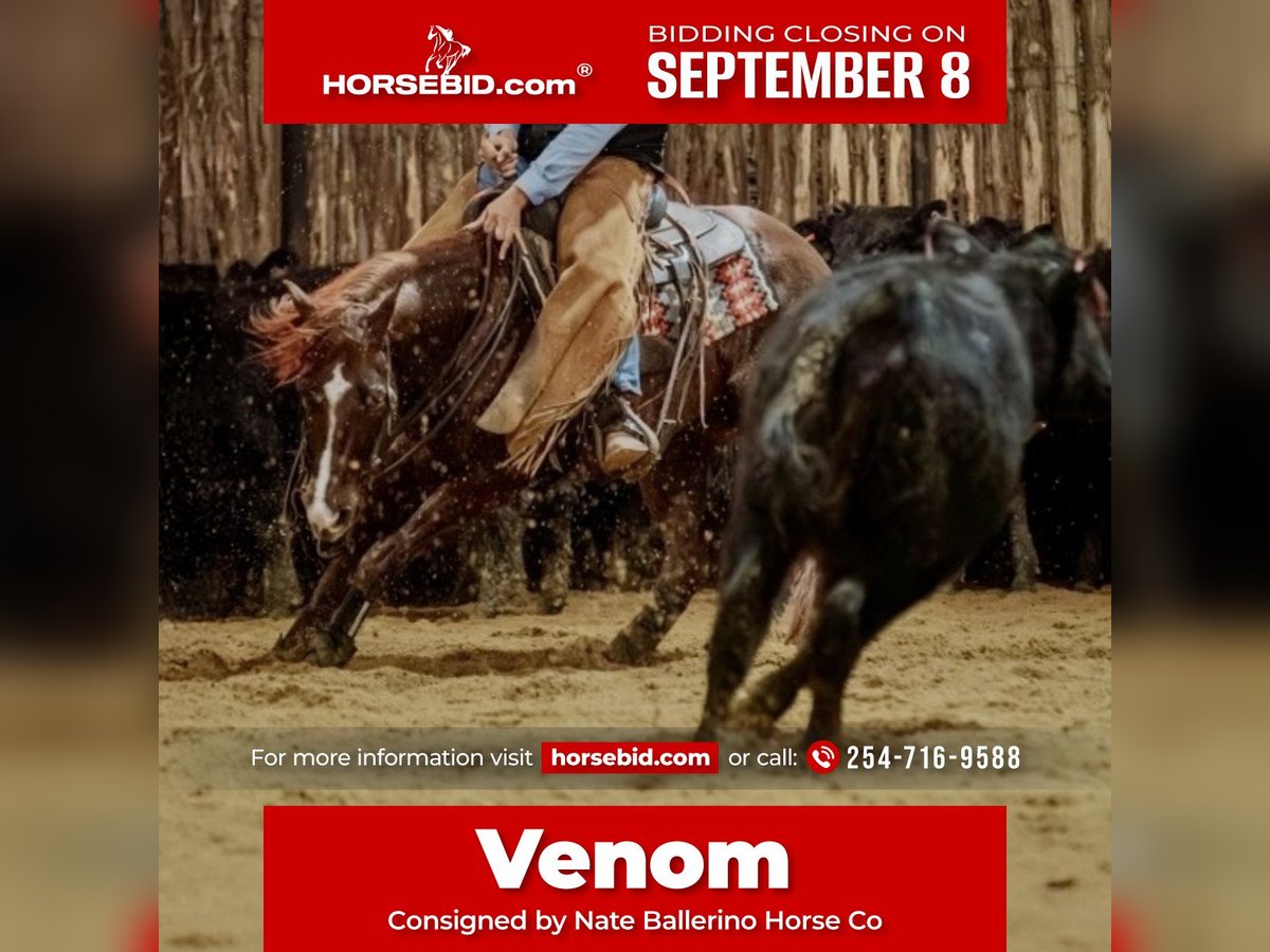 American Quarter Horse Hengst 6 Jahre 147 cm in Waco, TX