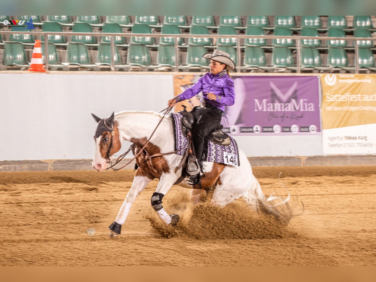 American Quarter Horse Hengst 6 Jahre 148 cm Tobiano-alle-Farben in Weyersheim