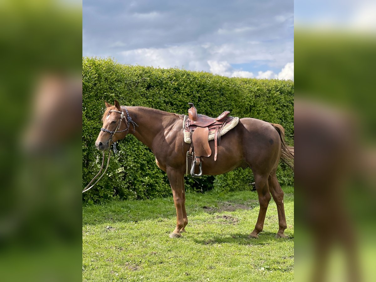 American Quarter Horse Hengst 6 Jahre 155 cm Dunkelfuchs in Biała Podlaska