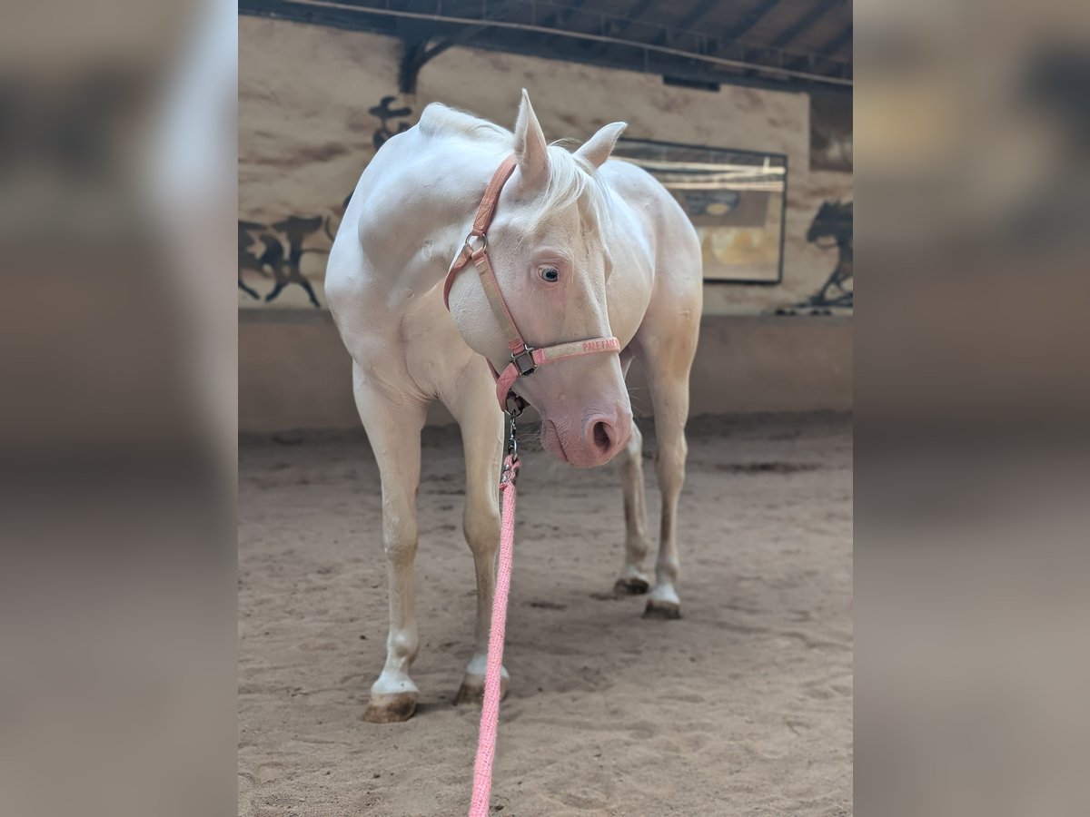 American Quarter Horse Hengst 7 Jaar 150 cm Wit in Amberg