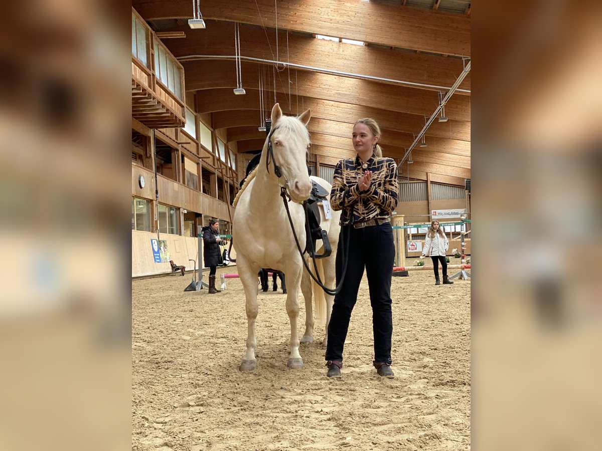 American Quarter Horse Hengst 7 Jahre 155 cm Cremello in Hombrechtikon