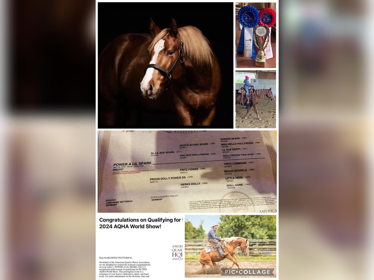 American Quarter Horse Hengst 7 Jahre Fuchs in Ahorn