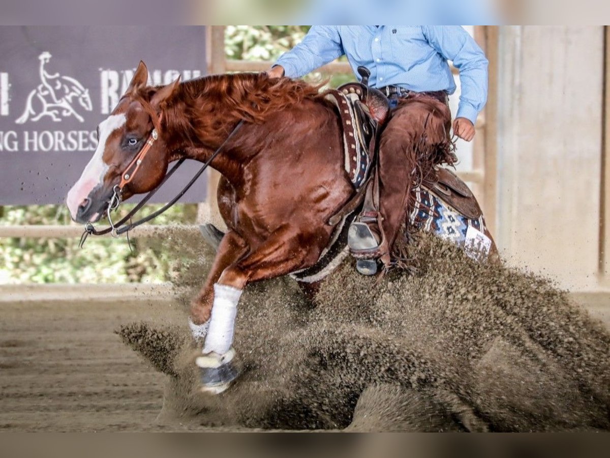 American Quarter Horse Hengst 7 Jahre Fuchs in CAMBIAGO