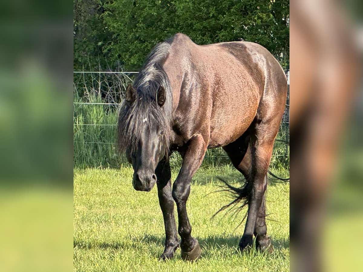 American Quarter Horse Hengst 8 Jaar 155 cm Zwart in Krakow am See