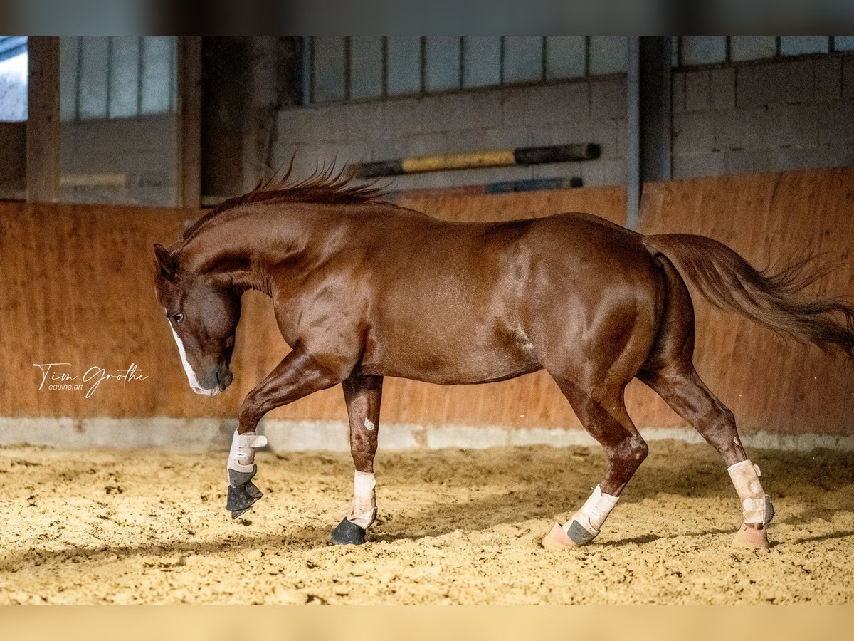 American Quarter Horse Hengst 9 Jahre 150 cm Fuchs in Nohfelden