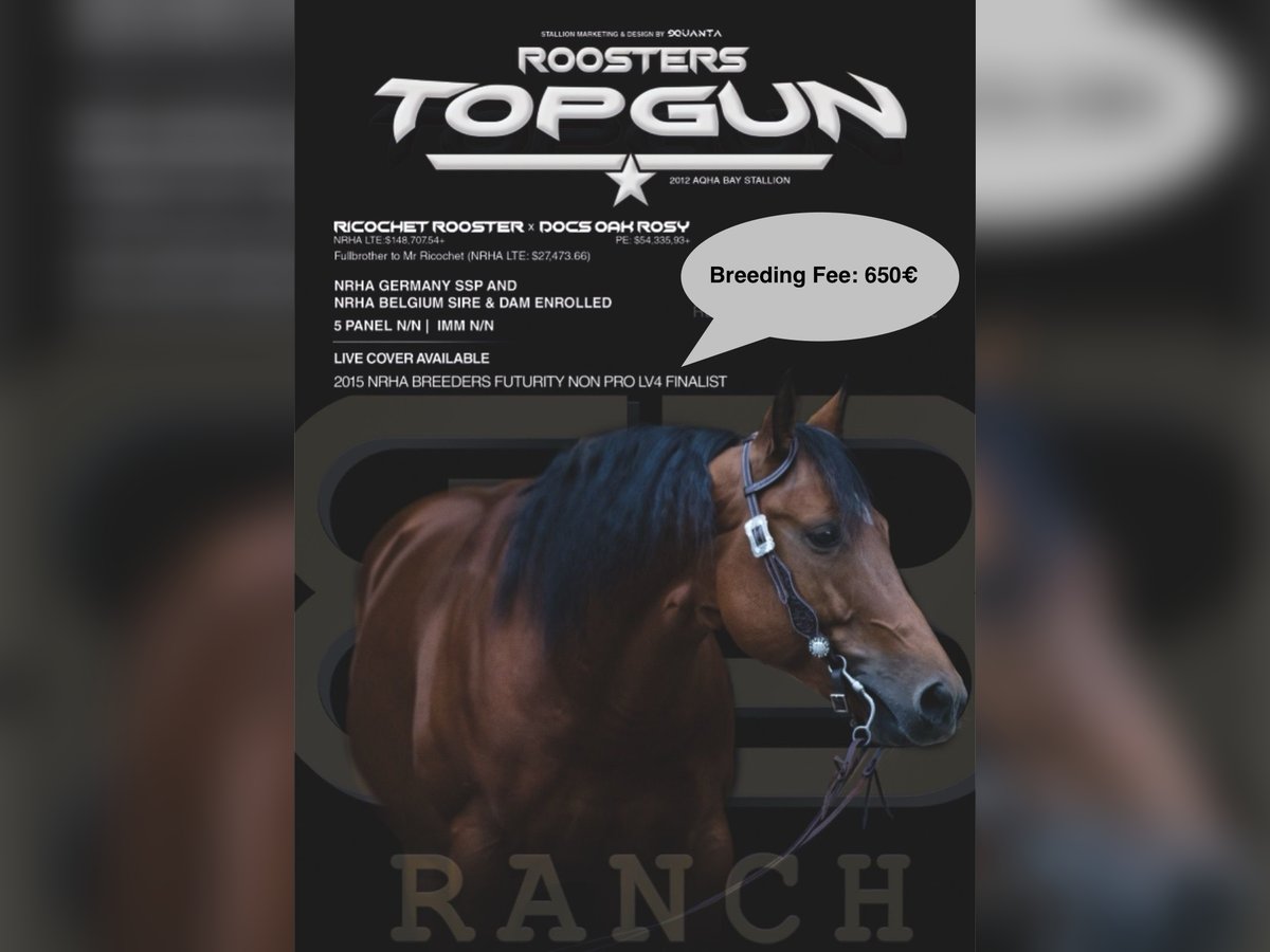 American Quarter Horse Hengst Bruin in Lahn