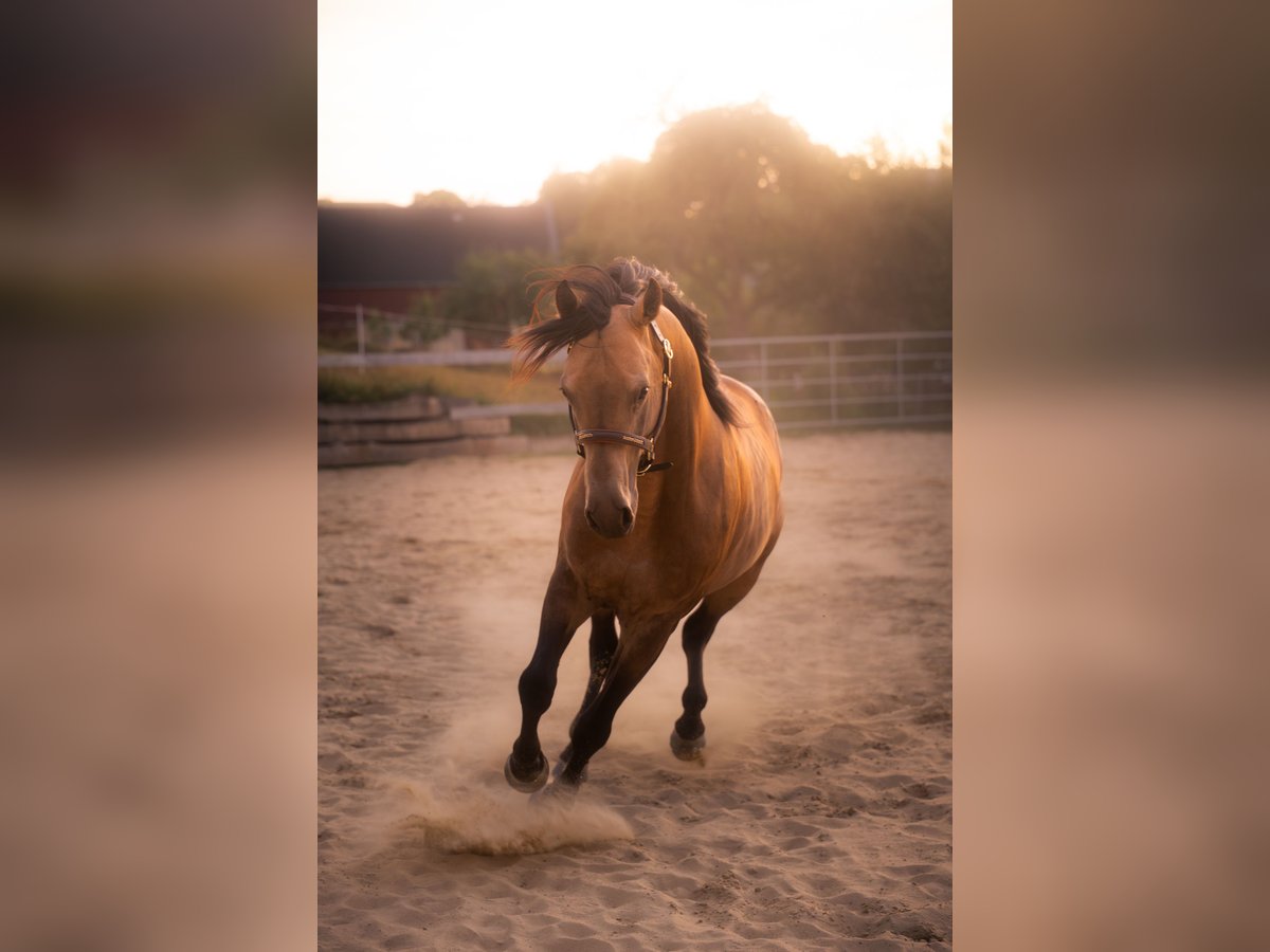American Quarter Horse Hengst Buckskin in Venusberg