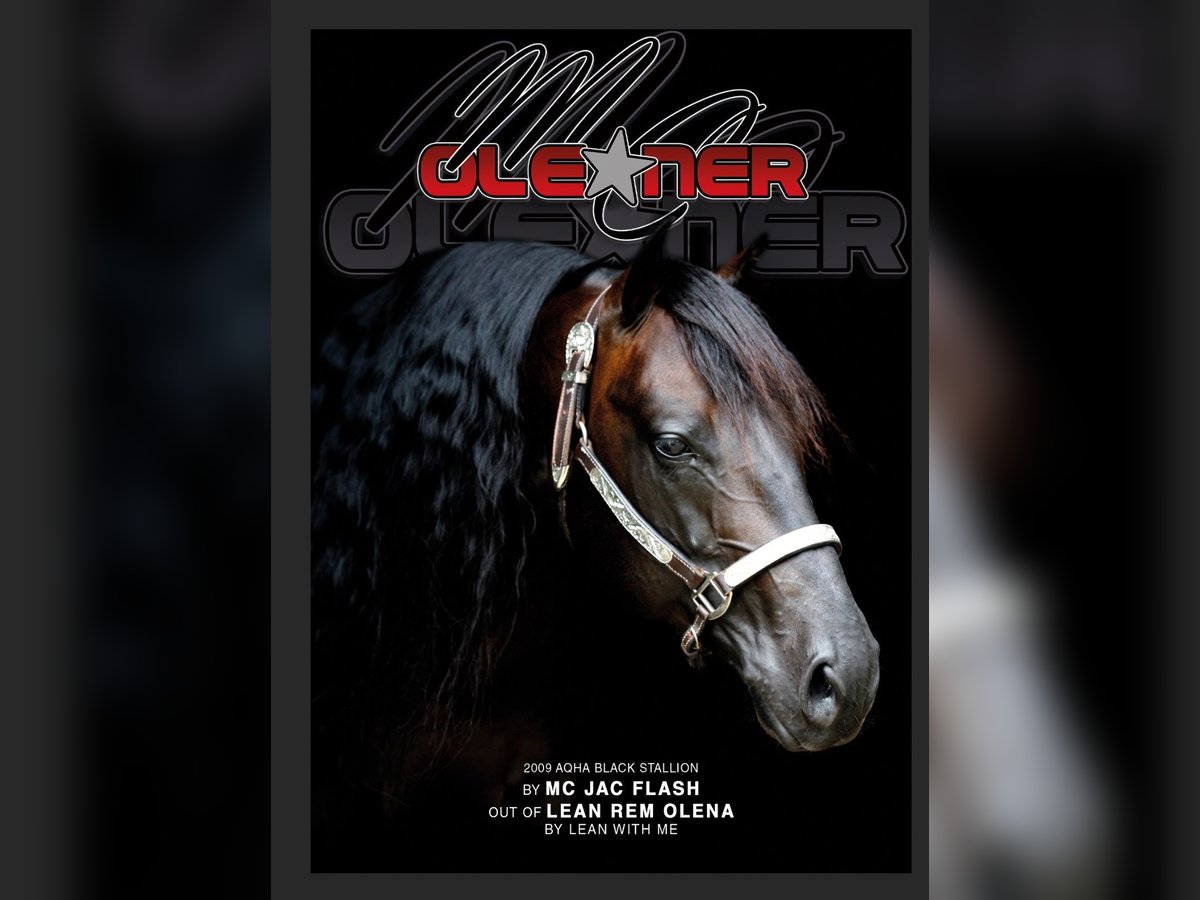 American Quarter Horse Hengst Dunkelbrauner in Lahn