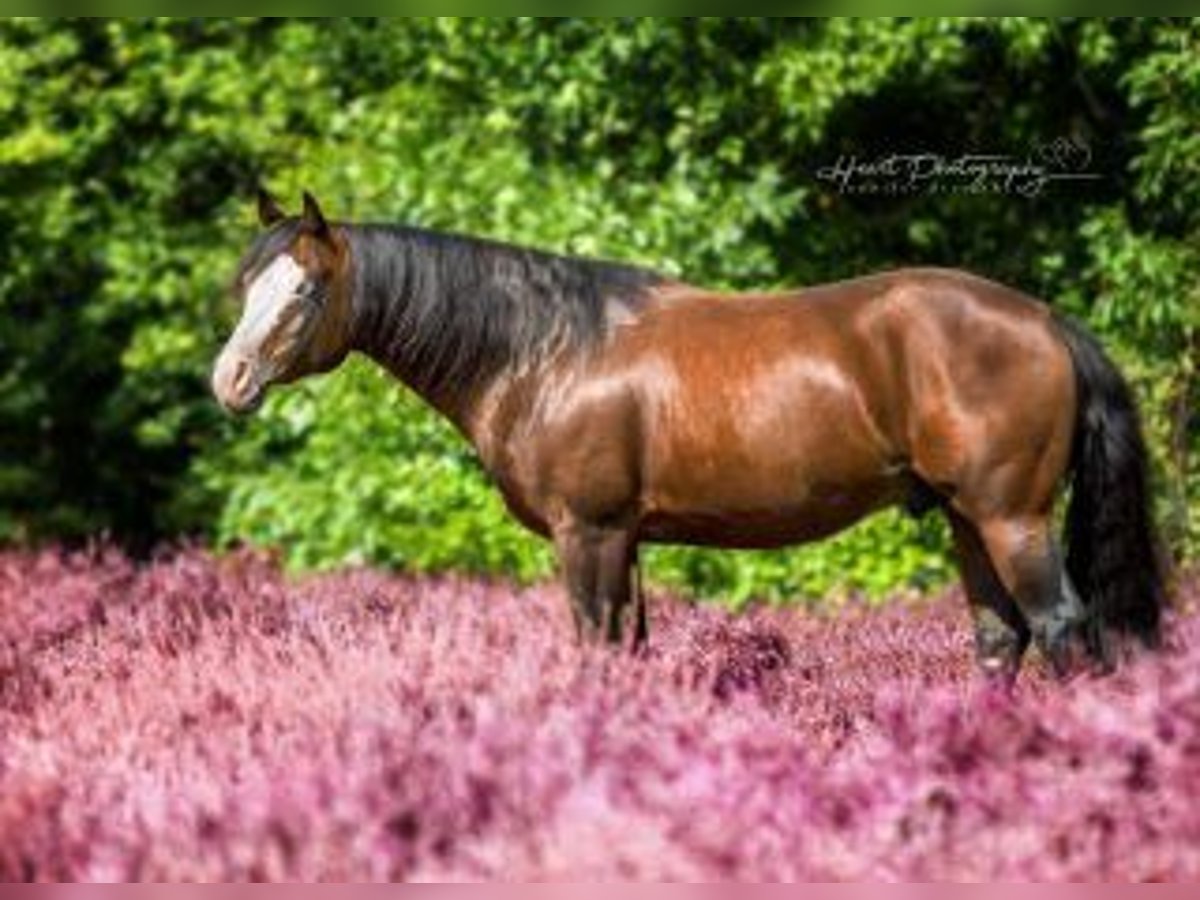 American Quarter Horse Hengst Dunkelbrauner in Bell