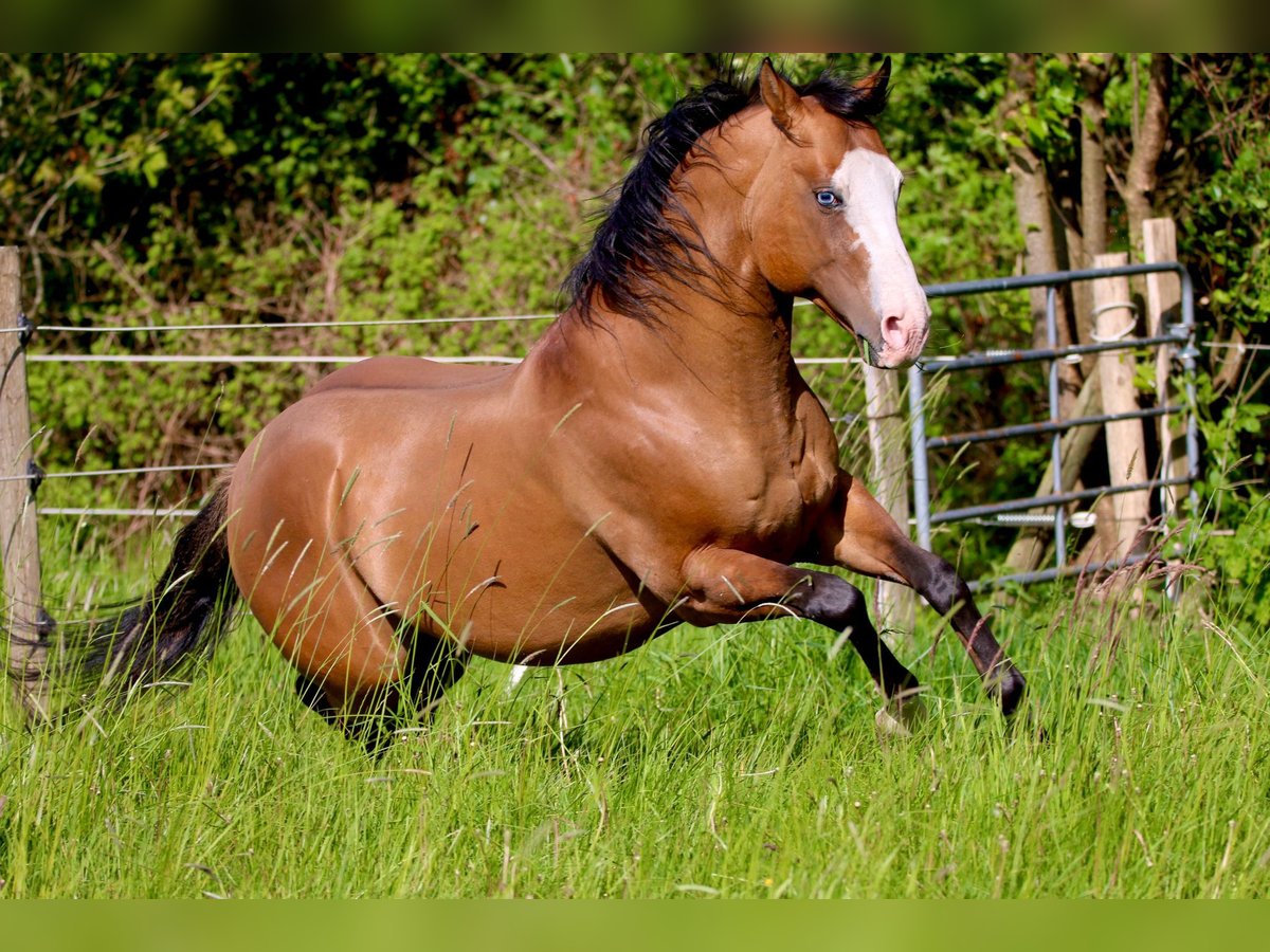 American Quarter Horse Hengst Falbe in Osterholz-Scharmbeck