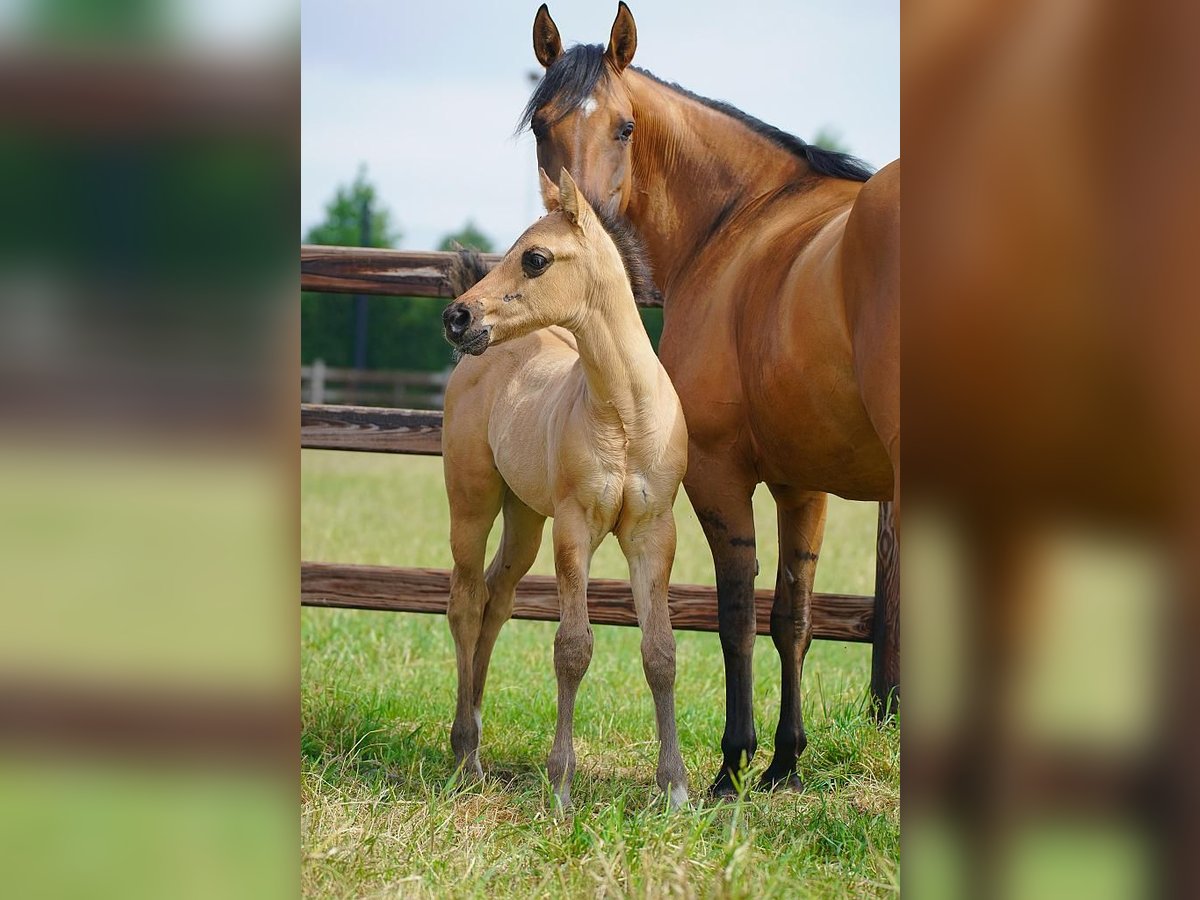 American Quarter Horse Hengst  100 cm Red Dun in Cromvoirt