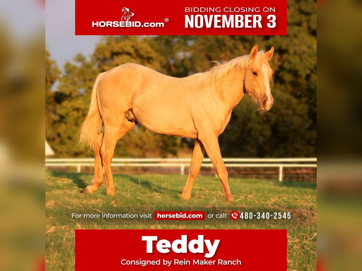 American Quarter Horse Hengst Fohlen (10/2025) 132 cm Palomino in Wayne American Quarter Horse Hengst Fohlen (10/2025) 132 cm Palomino in Wayne