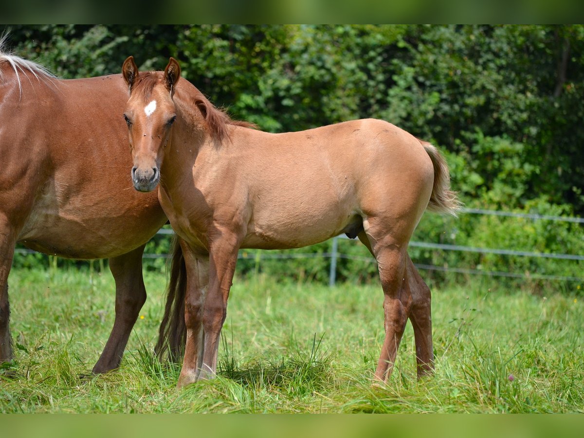 American Quarter Horse Mix Hengst Fohlen (05/2024) 140 cm Red Dun in St. Koloman