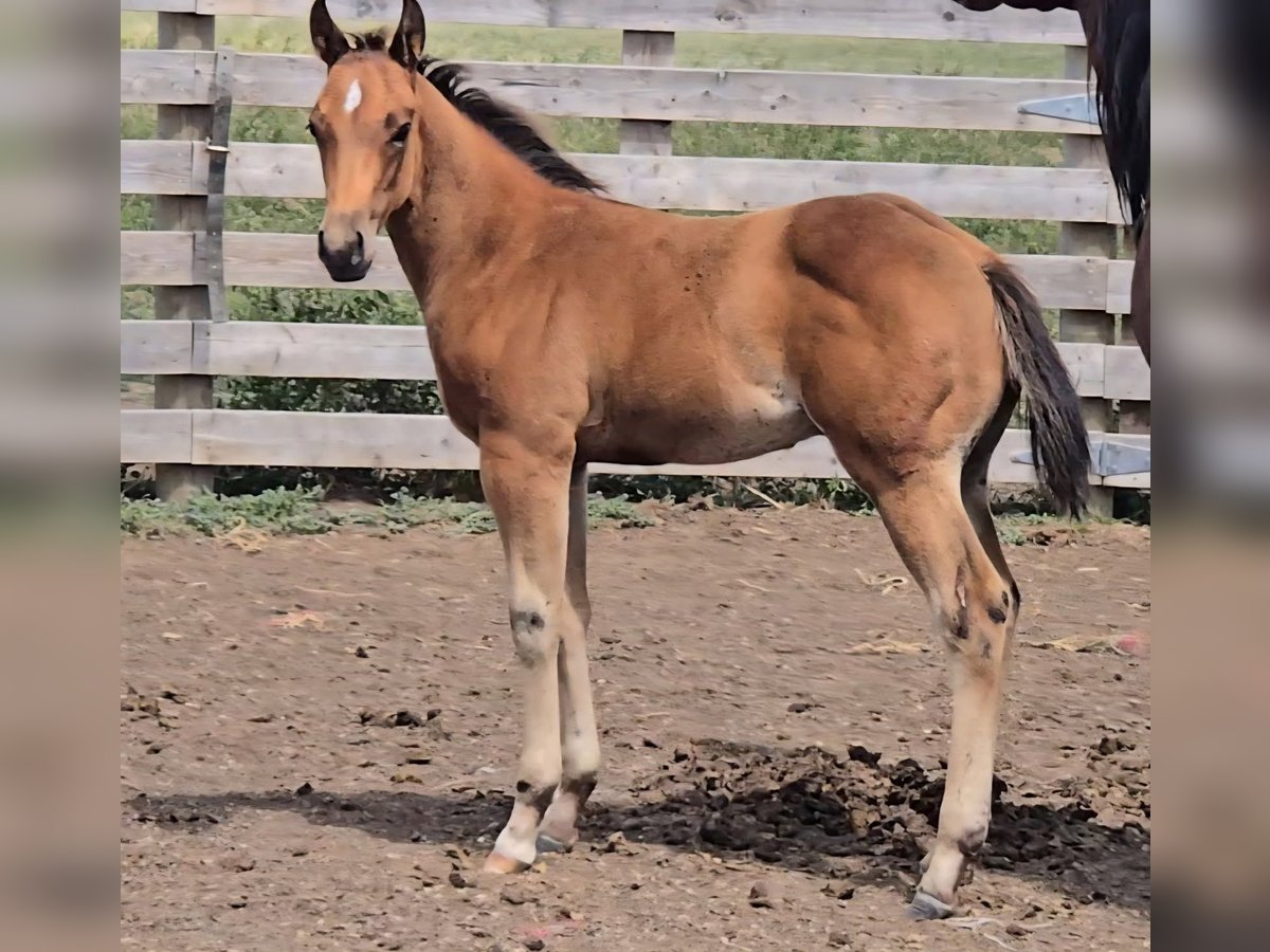 American Quarter Horse Hengst Fohlen (05/2025) 142 cm Rotbrauner in Denton, MT American Quarter Horse Hengst Fohlen (05/2025) 142 cm Rotbrauner in Denton, MT