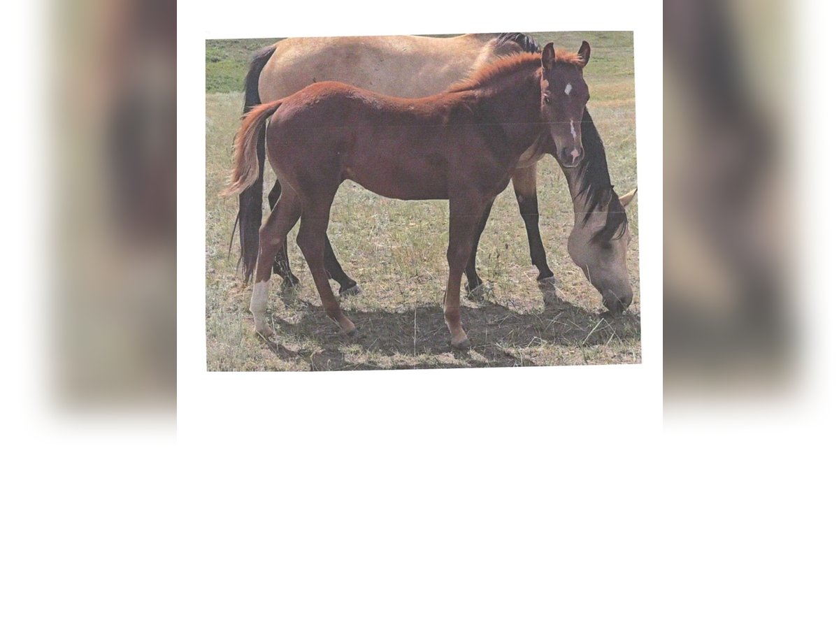 American Quarter Horse Hengst Fohlen (04/2025) 142 cm Rotfuchs in Denton, MT American Quarter Horse Hengst Fohlen (04/2025) 142 cm Rotfuchs in Denton, MT