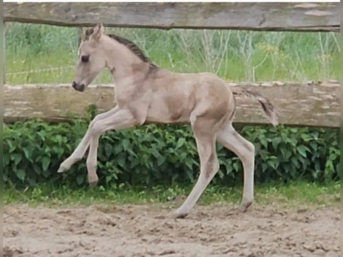 American Quarter Horse Hengst  145 cm Buckskin in Halfing