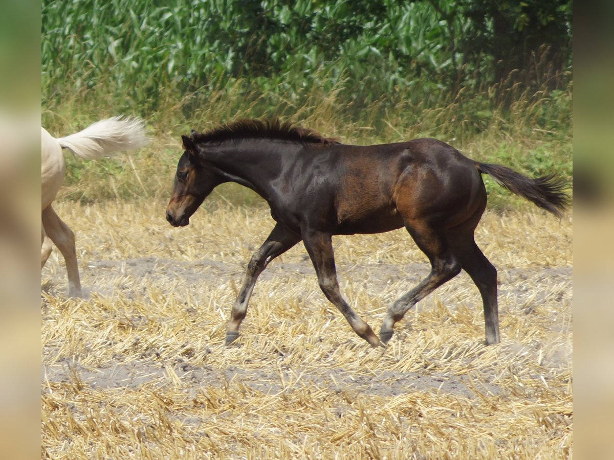 American Quarter Horse Hengst Fohlen (03/2025) 145 cm Schwarzbrauner in Linsburg