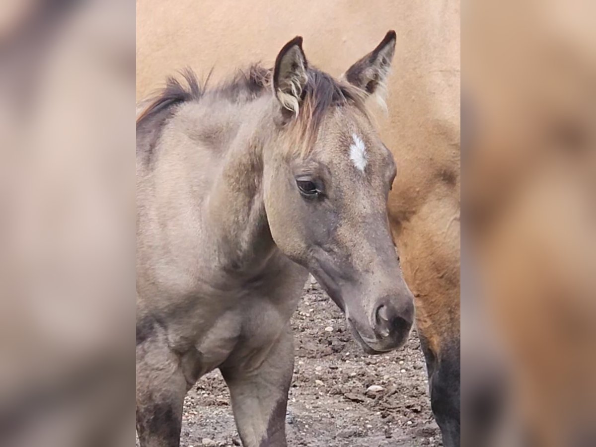 American Quarter Horse Hengst Fohlen (04/2025) 145 cm in Halfing
