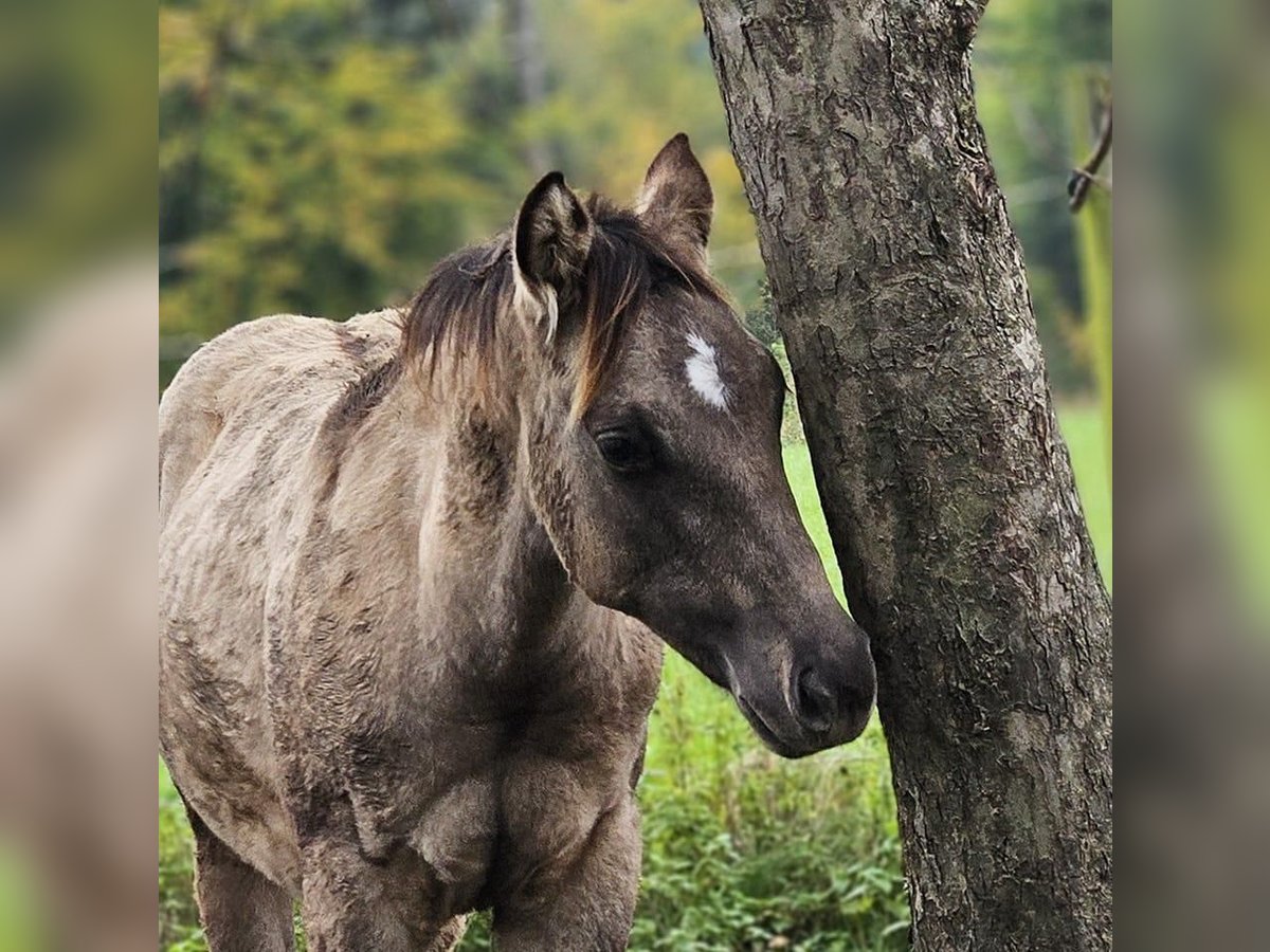 American Quarter Horse Hengst Fohlen (04/2025) 145 cm in Halfing