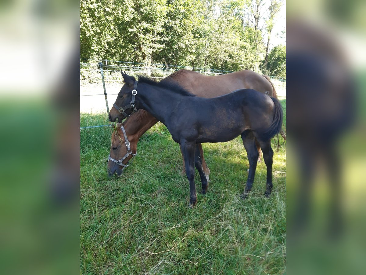 American Quarter Horse Hengst Fohlen (04/2024) 147 cm Dunkelbrauner in Erbendorf