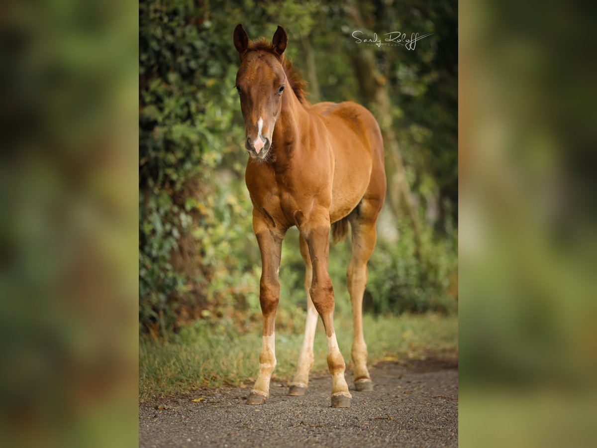 American Quarter Horse, Hengst in Waldshut-Tiengen