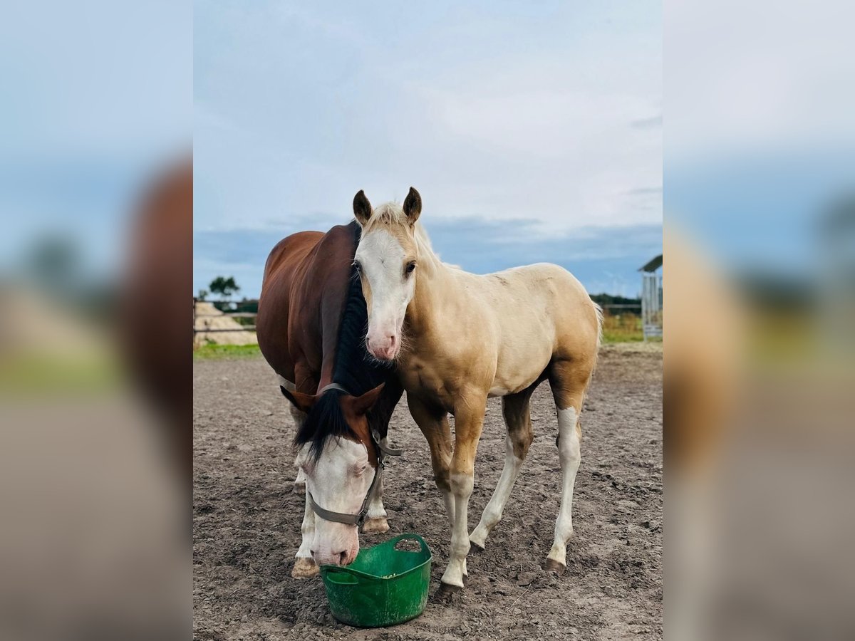 American Quarter Horse Hengst Fohlen (01/2025) 148 cm Palomino in Haren