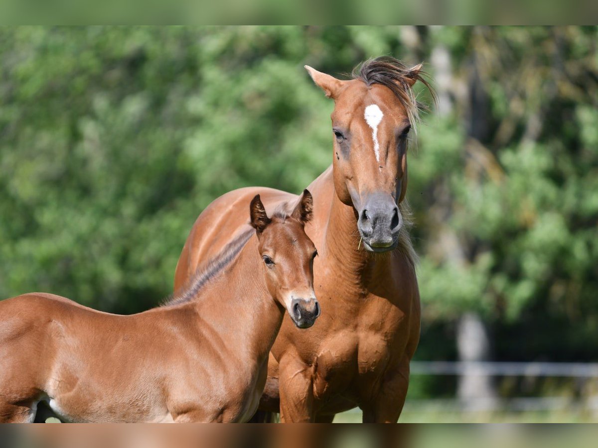 American Quarter Horse Hengst  150 cm Brauner in Hassleholm