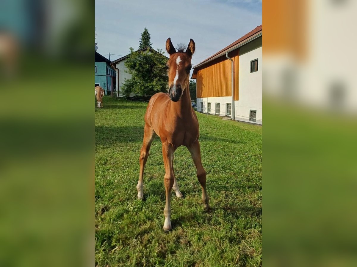 American Quarter Horse Hengst Fohlen (05/2025) 150 cm Brauner in Oberkappel