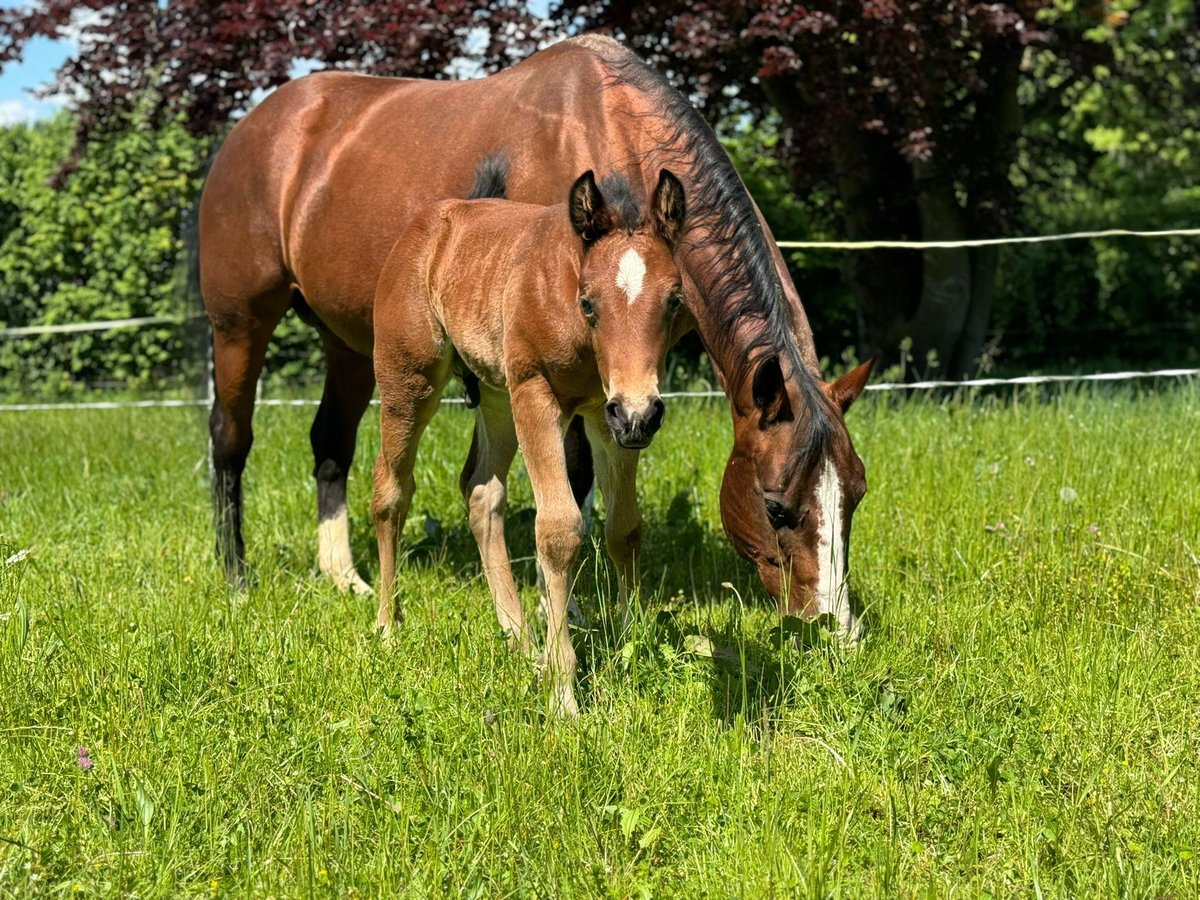 American Quarter Horse Hengst Fohlen (01/2024) 150 cm Brauner in Eggenthal