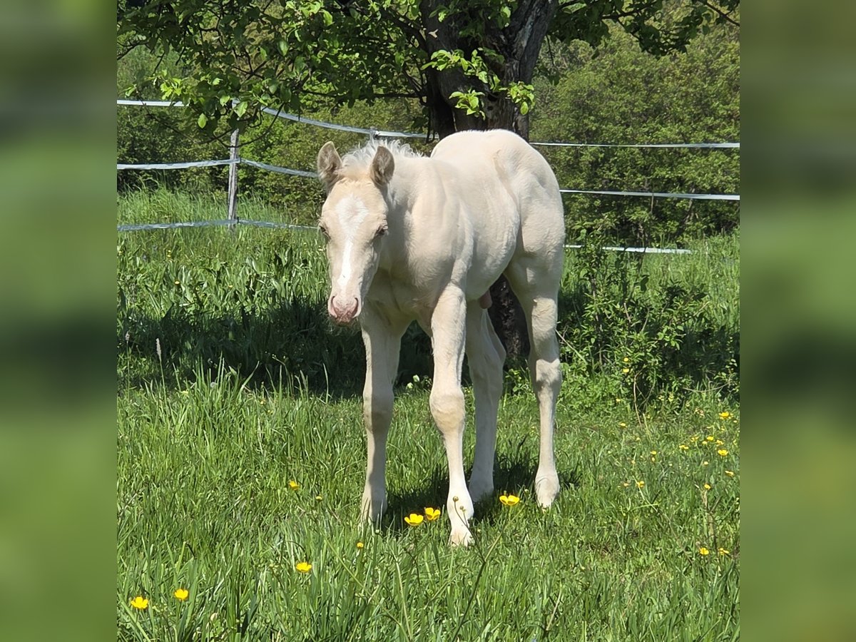 American Quarter Horse Hengst  150 cm Cremello in G&#xFC;ssing