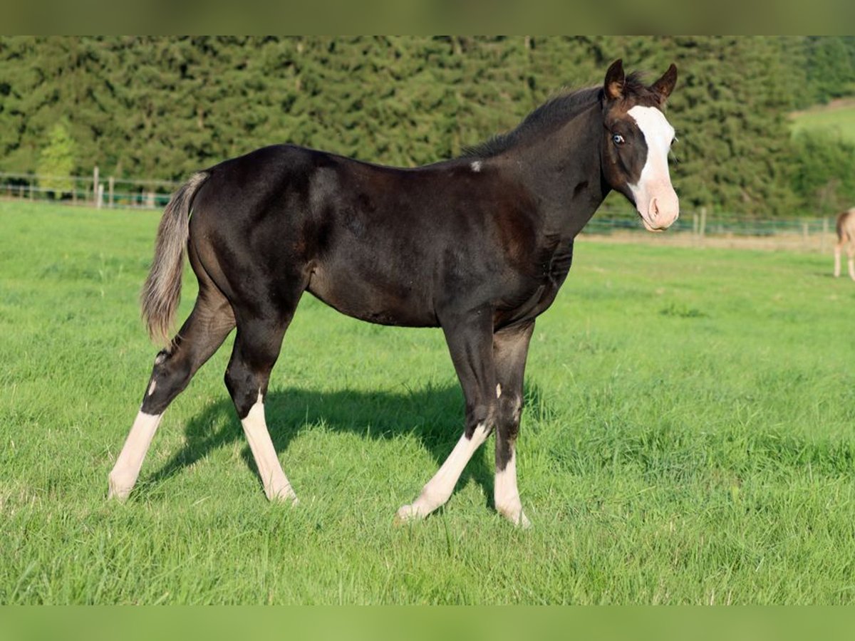 American Quarter Horse Hengst Fohlen (05/2025) 150 cm Dunkelbrauner in Hellenthal