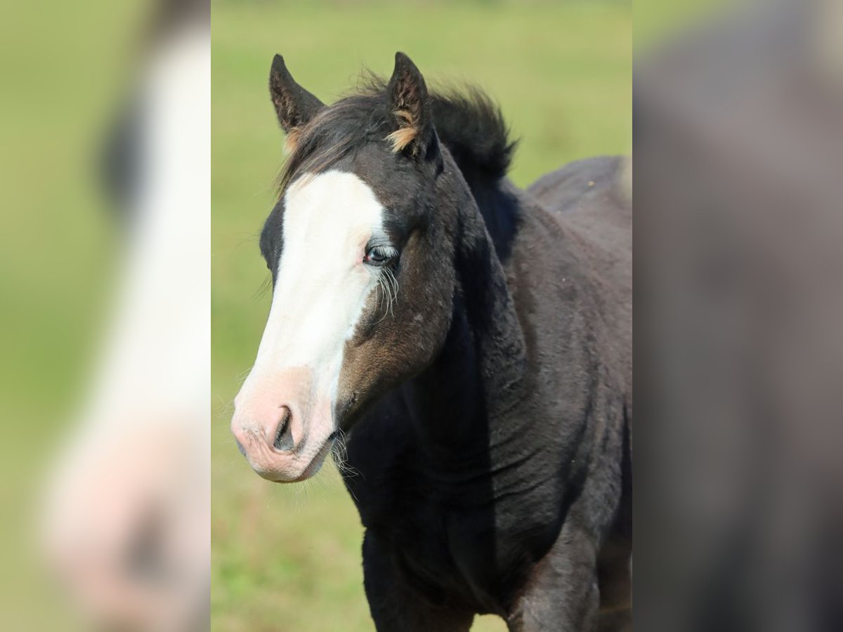 American Quarter Horse Hengst Fohlen (05/2025) 150 cm Dunkelbrauner in Hellenthal