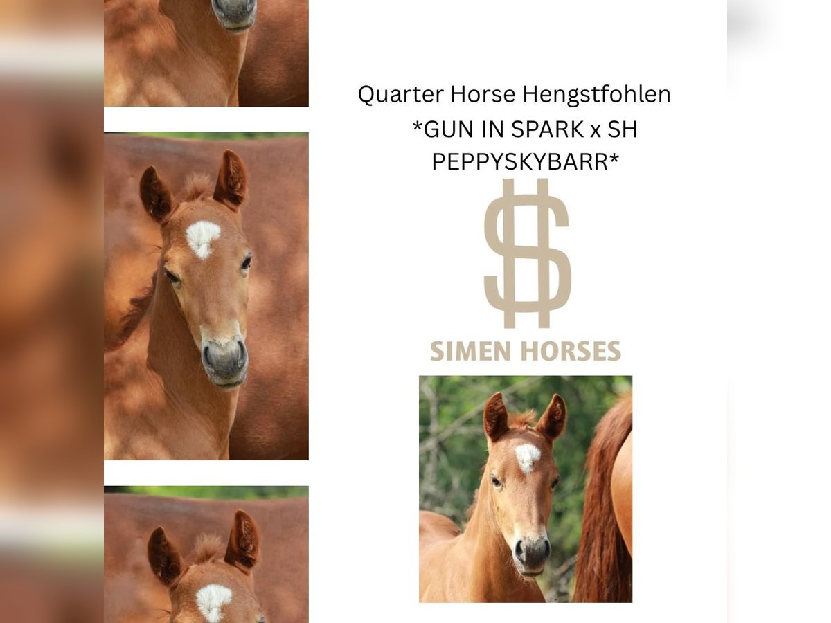 American Quarter Horse Hengst  150 cm Fuchs in Steinen